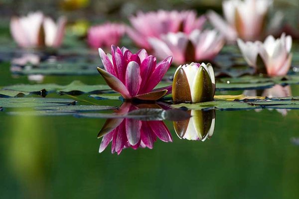 Hochwertige Seerosen aus eigener Gärtnerei