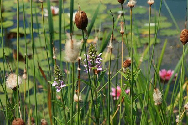 Heimische Teichpflanzen für alle Zonen